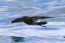 Butchart -NZ-Storm-petrel-013