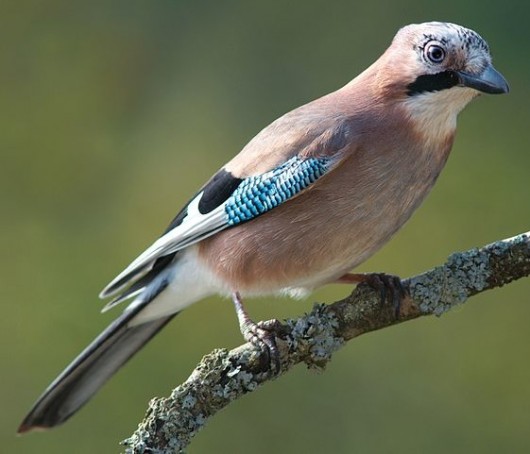 Greene - Jay - 1 800px-Garrulus_glandarius_1_Luc_Viatour