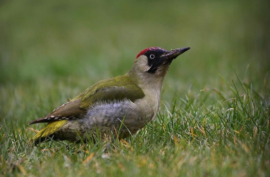 Gillings grewo 012 e (Jill Pakenham) (A)