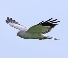 male Hen Harrier © Isle of Man Government