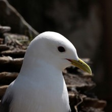 Kittiwake © Wesley Davies