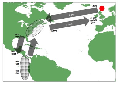 Route and timing of Red-necked Phalarope migration between Shetland and the Pacific Ocean