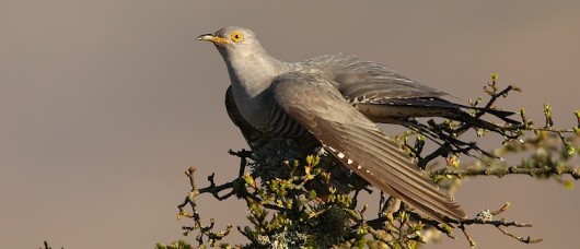 Male Common Cuckoo © Charles Tyler