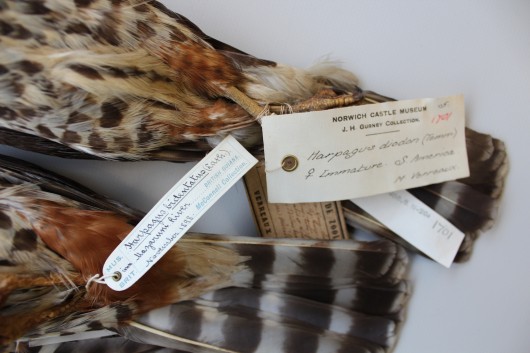 Lees - kites_Figure 3. IMG_1270_Alexander_C_Lees_Fig_2