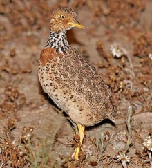 Plains-wanderer Pedionomus torquatus female © Pete Morris/Birdquest