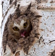 Northern Saw-whet Owl nesting in an old flicker cavity