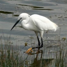 Little Egret © Graham Canny