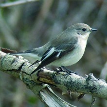 Goodenough - Dudley fly