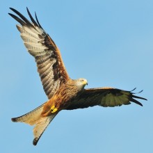 A twist in the tale: Red Kites are back in town - British ...