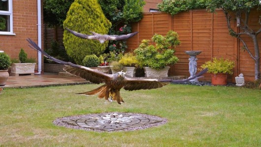 Orros Red-Kite garden feeding 1 credit Stuart Gay