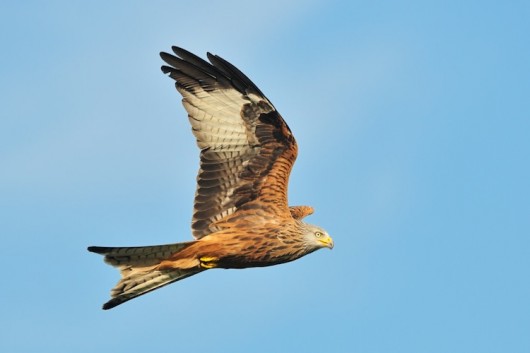 Orros Red kite sky 1 credit Mark Fellowes