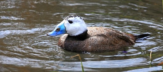 Ieronymidou - White-headed Duck