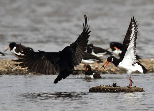 Wood Food stealing Fig 2