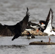 Wood Food stealing featured