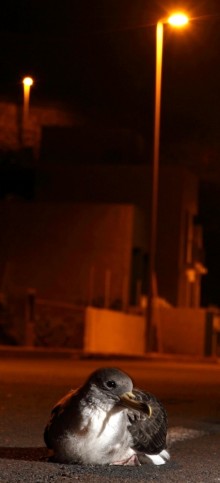 Rodríguez new Fig 2