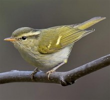 Singh P Reguloides for blog