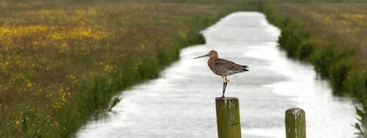 Kentie web colour marked godwit