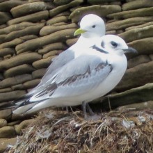 Robertson PC featured