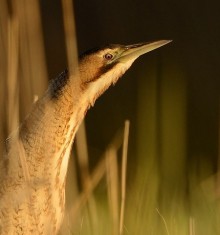 Sanderson_blog_Ben_Andrew_rspb-images.com_bittern