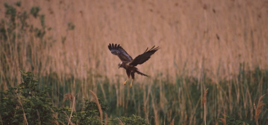 Sanderson_blog_Chris_Gomersall_rspb-images_Marsh_Harrier