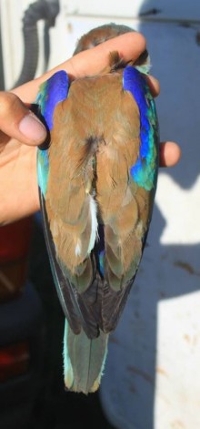 Finch Rollers image 2 gps