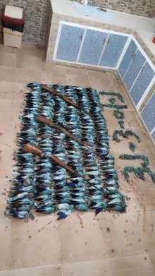 Finch Rollers image 4 hunted