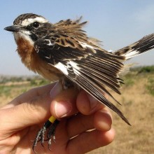 Blackburn Front image whinchat