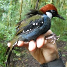 Freeman SpottedJewelBabbler