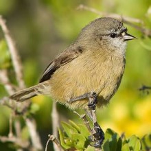 Lloyd - Cape Penduline Tit - Craig Adam