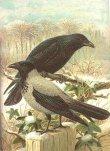Ottenburghs Crows