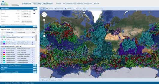 Tracking Seabirds For Science And Conservation - British Ornithologists 