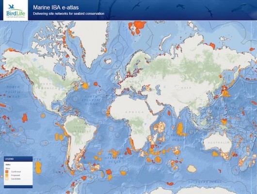 Tracking seabirds for science and conservation - British Ornithologists ...