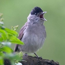 Jorgensen Blackcap