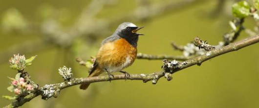 Jorgensen Redstart