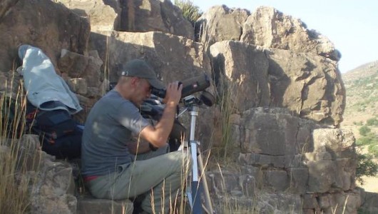 Amezian Fig 1 raptor counter