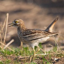 Hawkes Main image (Chris Knights)