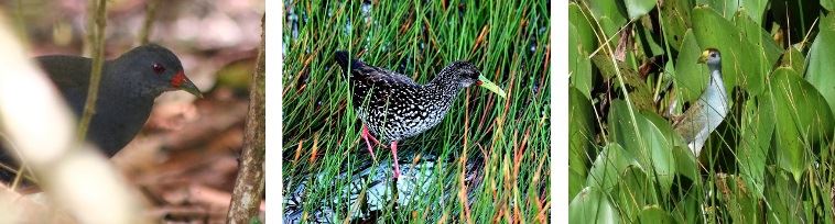 Farnsworth fig 3 small