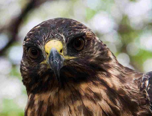 What do Galapagos Hawks eat after the goats are gone?
