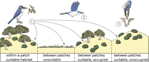 Seed dispersal by scatter-hoarding corvids - British Ornithologists' Union