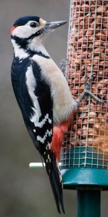 Orros garden birds figure 1