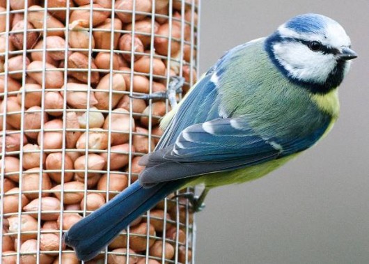 Orros garden birds figure 2