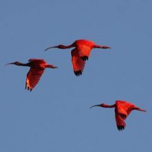 wiki_ibis_scarlet