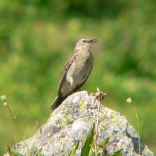 caprio-featured-square