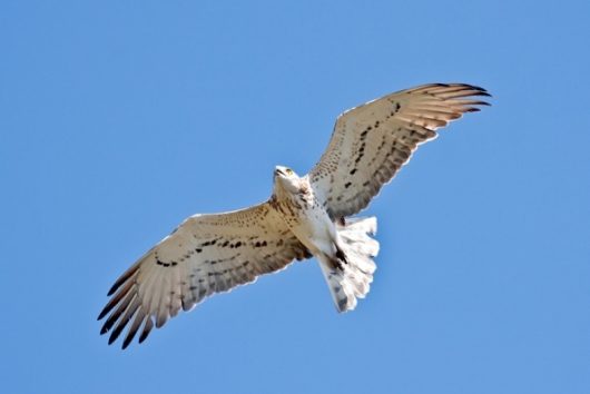 Keeping up with climate change British Ornithologists Union