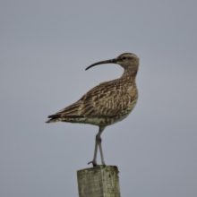 cosgrove featured square