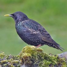 flux featured square 2