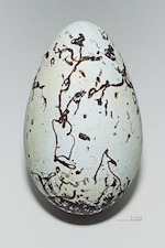 IBIS HIGH 2017 04 guillemot egg