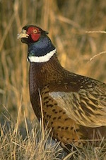 IBIS HIGH 2017 04 pheasant