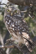 IBIS NEW 2017 02 Little Owl