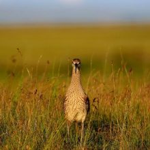 mendez featured square